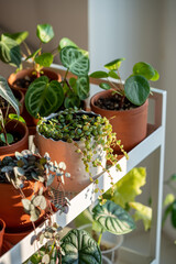 Small sprouts plants in terracotta pots on cart at home. Closeup of potted houseplants - pilea, ceropegia, peperomia and anthurium on metal shelfs. Indoor gardening, botany concept. 