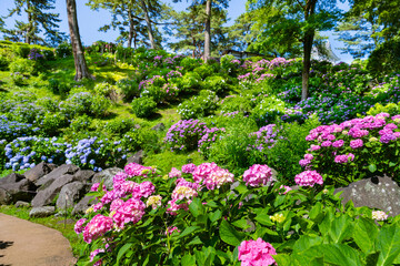 Fototapeta premium 神奈川県小田原市 あじさいシーズンの小田原城