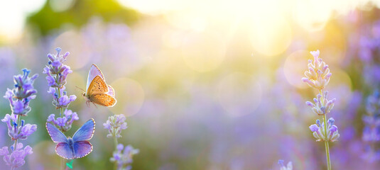 Summer Wild flowers and Fly Butterfly in a meadow at sunset. Macro image, shallow depth of field. Abstract summer nature background - obrazy, fototapety, plakaty