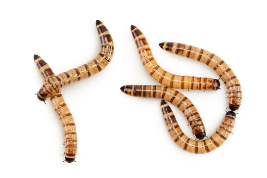 Worms larvae zophobas isolated on white background. Food for exotic animals. Top view. Flat lay