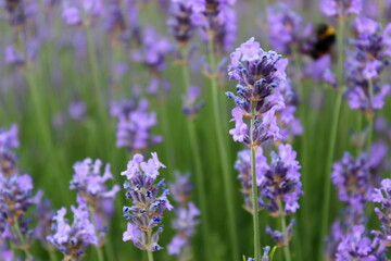 Lavendel