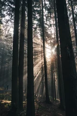 Fototapeten Rays of the morning sun shine through the dark forest as a hope for the plants to live better and to be able to carry out photosynthesis. Nature's fairy tale © Fauren