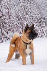 dog in snow