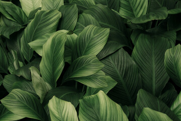 Fototapeta abstract green leaf texture, nature background, tropical leaf	 obraz