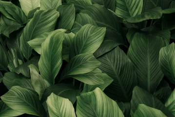 Selbstklebende Fototapete Garten abstract green leaf texture, nature background, tropical leaf 