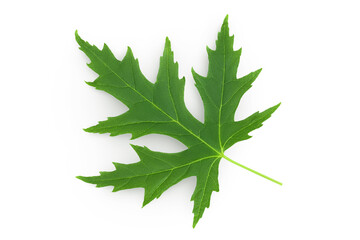 Silver maple leaf isolated on a white background. Top view. Flat lay