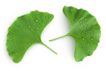 Green ginkgo biloba leaves with water drop isolated on white background. Top view. Flat lay