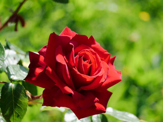 beautiful red rose on green  background