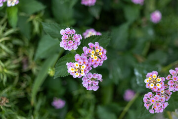 Obraz premium pink violet and white flowers in full bloom