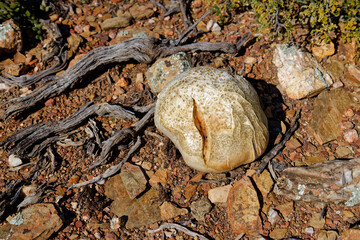 A large, light brown pufball fungus found in the Karoo Botanical Garden, in Worcester, Western Cape, South Africa.