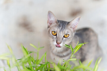 Naklejka na ściany i meble Close-up gray cat eating bamboo and looking at camera.
