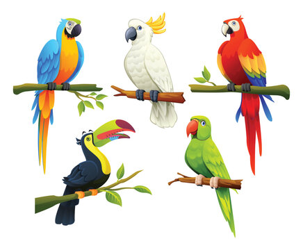 Set of tropical birds vector cartoon illustration