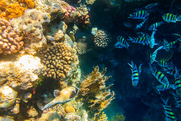 Fototapeta na wymiar Masked puffer (Arothron diadematus) and Indo-Pacific sergeants (Abudefduf vaigiensis) on coral reef in the Red sea in Ras Mohammed national park, Sinai peninsula in Egypt