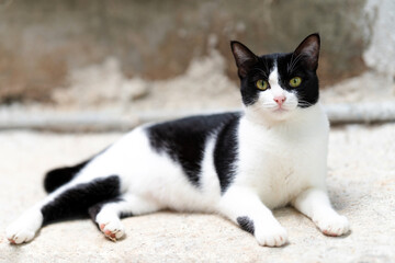 The cat lies on the floor and looks forward.