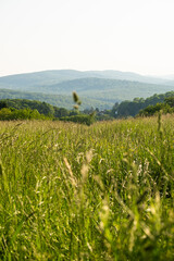 Field grass, trees and mountains in the distance in summer.