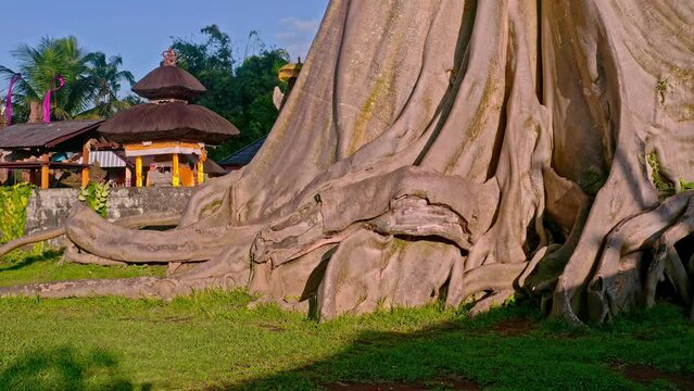 Wonderful morning view 700 years old Bayan Ancient tree with scenery flying birds on nature background, Travel nature and beautiful destination 4K Aerial view