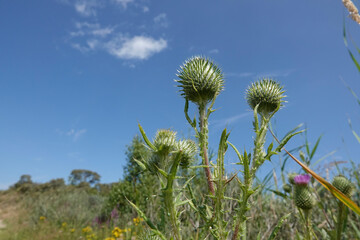 Wide angle closeup on an unopened flower bud of a bull or spear thistle, Cirsium vulgare, against a...