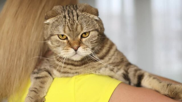 The cat in the girl's arms looks into the frame.