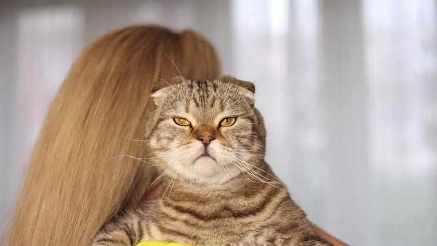 The cat in the girl's arms looks into the frame.