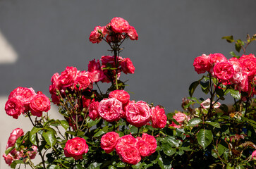 Red Roses on the Branch in the Garden