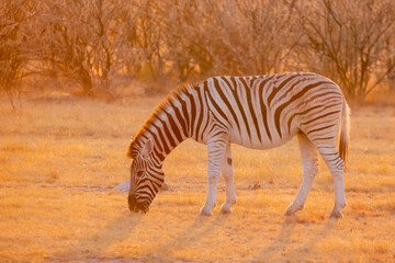 Fototapeta na wymiar Close up image of a grazing zebra, Equus quagga, or Equus burchellii in warm golden morning light
