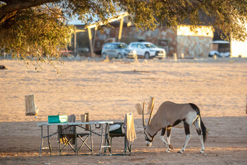 Browsing gemsbok or South African oryx, Oryx gazella, on campground Sossusvlei, Namibia in warm golden morning light - obrazy, fototapety, plakaty