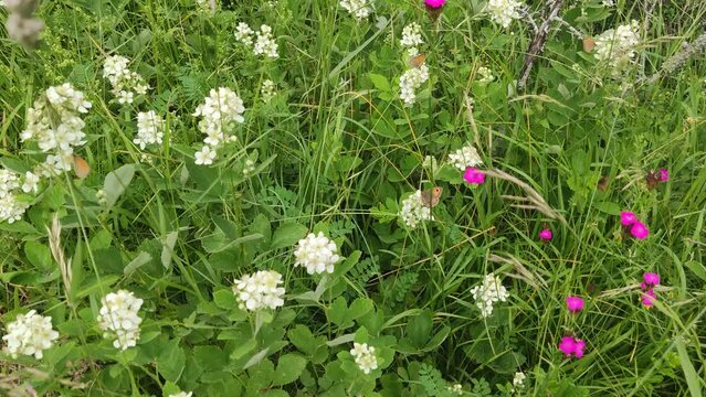 Fiori selvatici e farfalle in montagna in estate nelle Marche