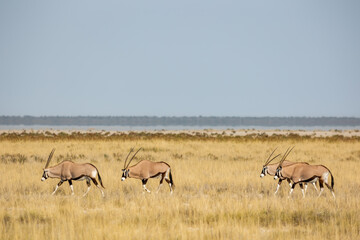 Fototapeta na wymiar Small herd of gemsbok or South African oryx, Oryx gazella, in warm golden morning light, Etosha, Namibia