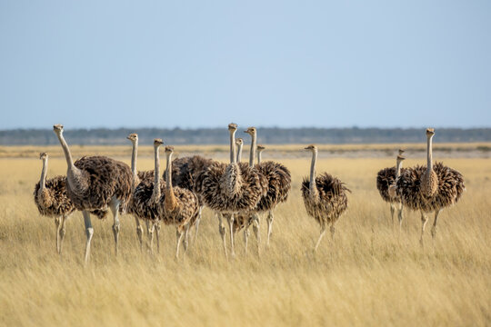 Group of brown and black common ostrich, Struthio camelus, Etosha, Namibia, in warm golden light