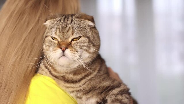 The cat in the girl's arms looks into the frame.