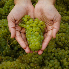 chardonnay grapes in hands at harvest