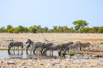 Fototapeta na wymiar Large herd of zebra, Equus quagga, or Equus burchellii drinking at a waterhole in Etosha Namibia