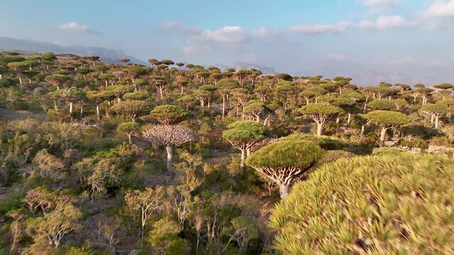 Firhmin Forest With Endemic Dragon Blood Trees In Socotra, Yemen - aerial drone shot