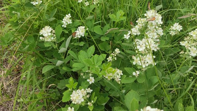 Tre farfalle su un fiore bianco selvatico in montagna in estate