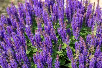 Salvia Nemorosa plant with purple flowers in a garden. Salvia Nemorosa in bloom.