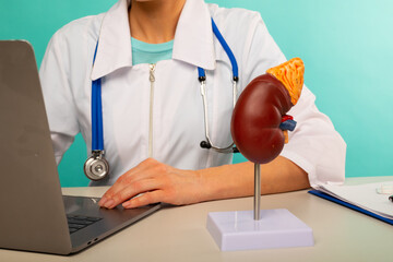 anatomical model human kidney on work desk of doctor