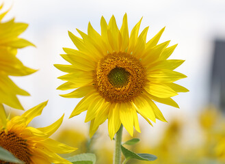 Yellow Sunflowers growing in a field. Natural sunflower background.