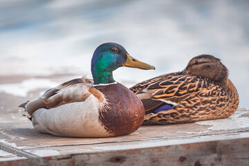 Obraz premium Wild duck