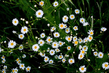 Chamomile flower field. Camomile in the nature. Field of camomiles at sunset evening. Chamomile flowers field wide background