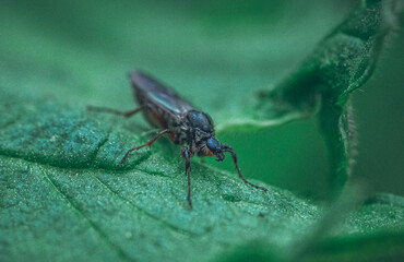 Insect