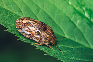 Insect