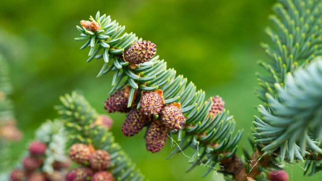 Abies tree with cones. Close up