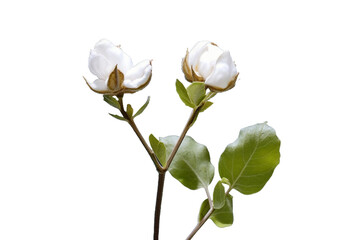 Obraz premium Cotton plant. isolated object
