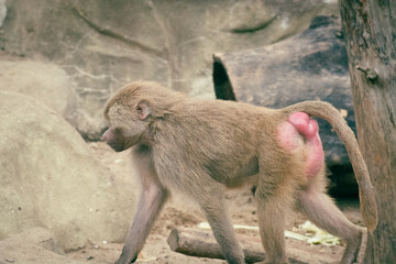 Baboons in the ZOO