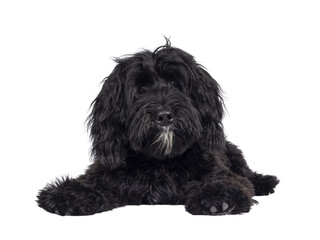 Cute black Labradoodle, laying down facing front. Looking straight to camera. Isolated cutout on a transparent background.