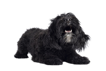 Cute black Labradoodle, laying half down in game attitude ready to play.  Isolated cutout on a transparent background.