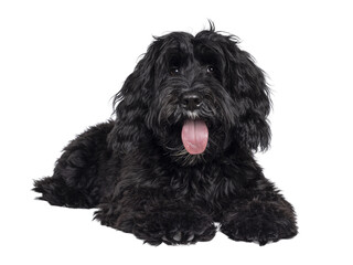 Cute black Labradoodle, laying down facing front. Looking straight to camera. Tongue out, panting. Isolated cutout on a transparent background.