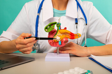 Doctor gynecologist showing pen on plastic model human pancreas closeup