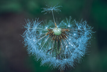 Dandelion