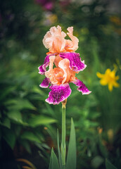 Iris flower